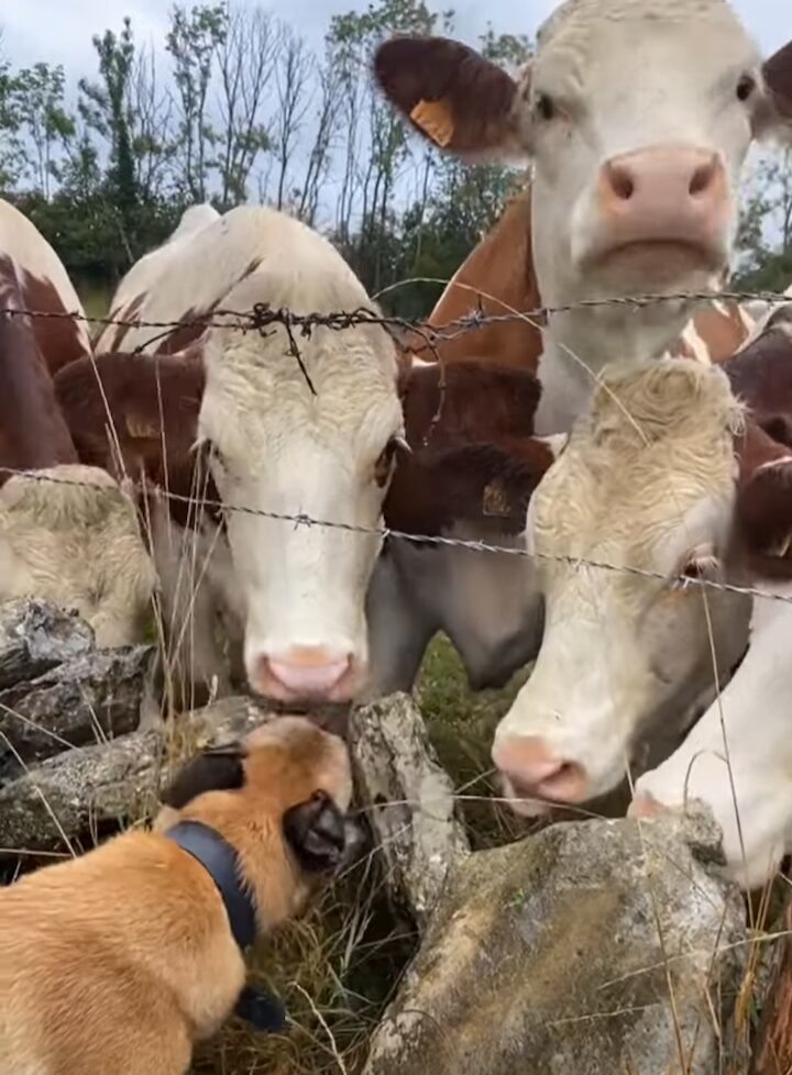 とっても仲良しな犬とウシたち。犬からのキスを求めてウシたちが寄ってきた！！【海外・動画】