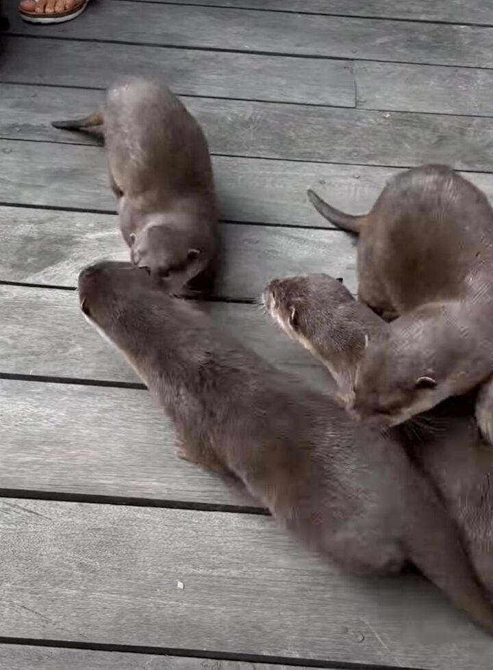 みんな仲良くなれるかな？カワウソたちは、遊びにやって来た初めて会うお友達を前にして・・【海外・動画】