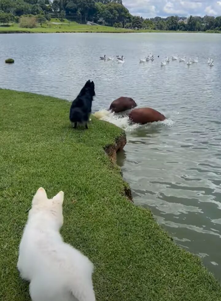 公園を散歩中の愛犬たち。目の前にカピバラたちがいるのを見つけてひっそり近寄りますが・・気付かれちゃった！！【海外・動画】