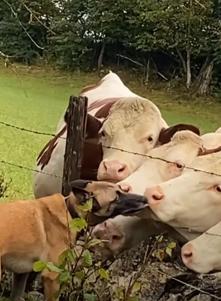 とっても仲良しな犬とウシたち。犬からのキスを求めてウシたちが寄ってきた！！【海外・動画】