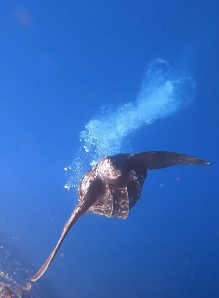 海中を優雅に泳いで進むカメを観察していたら・・、ダイバーさんもビックリな展開に！！【海外・動画】