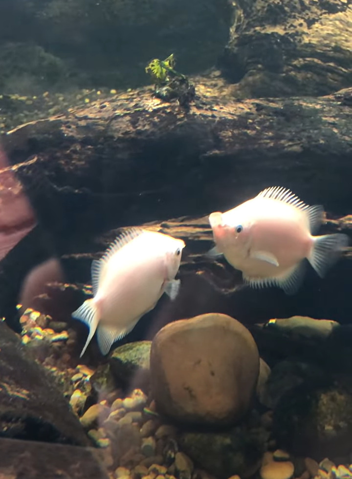 魚が水槽にぶつかっている！？いえ、2匹の魚がキスしています！！