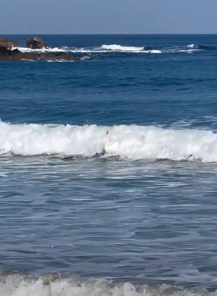 白鳥も波に乗る！？大きな波でパドリングしている姿に驚き！！【海外・動画】