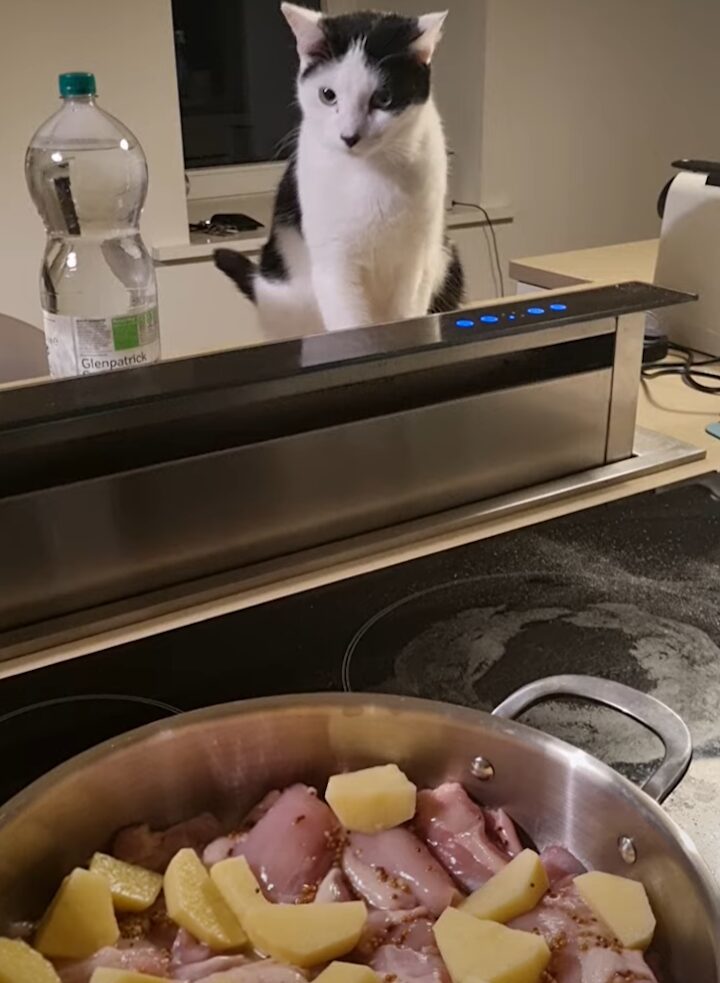 子猫が料理のお手伝い？パネルが気になるようでおててを伸ばしたら・・、ママさんはうれしくてサムズアップ！！【海外・動画】