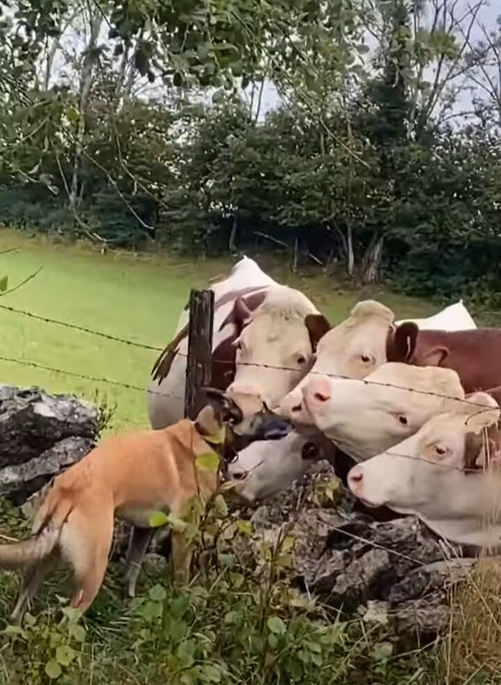 とっても仲良しな犬とウシたち。犬からのキスを求めてウシたちが寄ってきた！！【海外・動画】