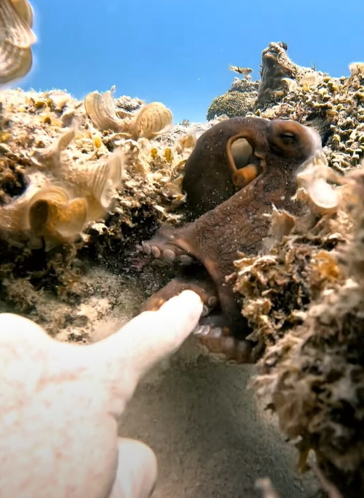 デートのお誘い?タコがダイバーの指先をつかむと・・サンゴ礁の周りを遊泳開始!!【海外・動画】