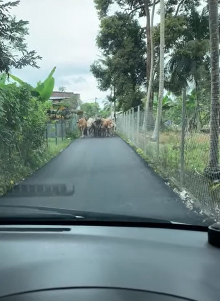 すれ違う事も難しいこの状況、いったいどうする！？道いっぱいに広がって小道を向こうからやって来るのは・・【海外・動画】