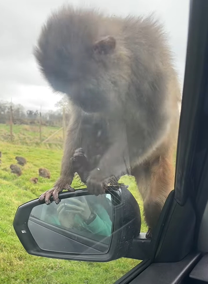 かわいすぎて車を出せない！サファリパークでサルの赤ちゃんが車のボンネットに乗ってきた！！【海外・動画】