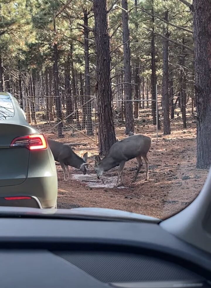 野生動物とは思えない人懐っこさ！シカが車に近寄ってくると・・なでてアピールしてきた！！【アメリカ・動画】