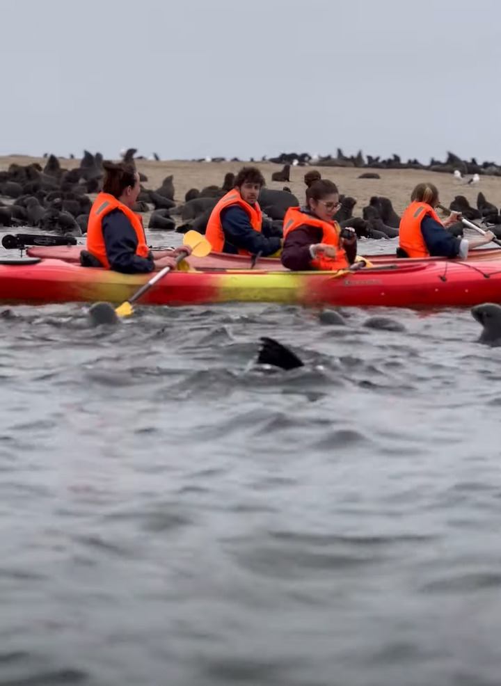 ナミビアの海をカヤック中に起きたミラクル！眼前にオットセイの大規模な群れが！中にはカヤックに飛び乗る子まで！！