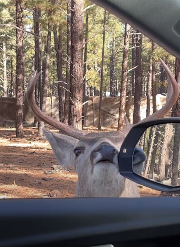 野生動物とは思えない人懐っこさ！シカが車に近寄ってくると・・なでてアピールしてきた！！【アメリカ・動画】