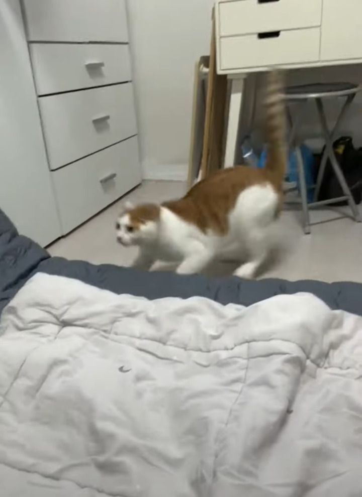 部屋に入ってきた猫がベッドにいる猫に飛びかかるのかと思いきや！まさかの方向に飛んできて飼い主さんもビックリ！！【海外・動画】