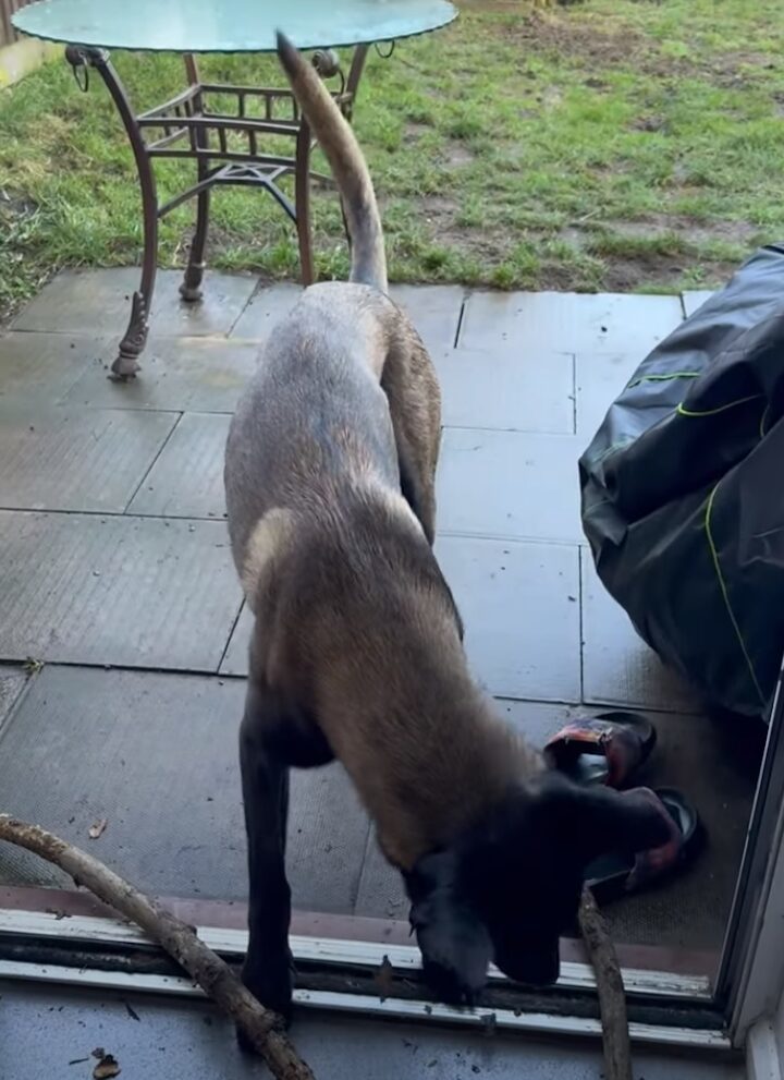 木の枝をくわえて帰ってきた愛犬。お家に入ってこれないようだけど・・いったいなぜ？？【海外・動画】