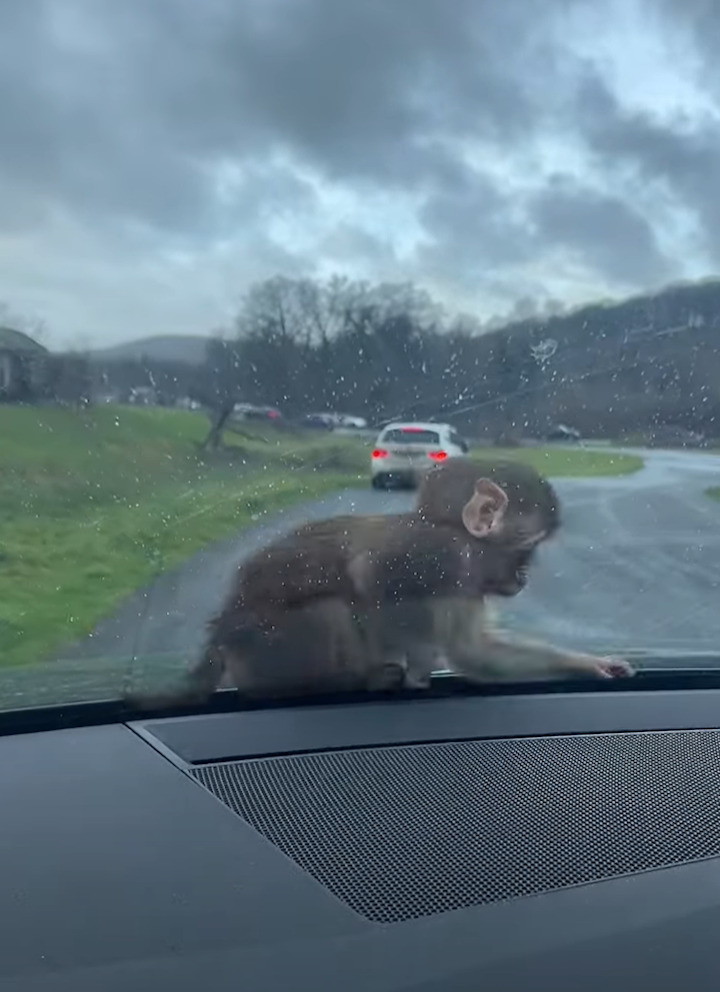 かわいすぎて車を出せない！サファリパークでサルの赤ちゃんが車のボンネットに乗ってきた！！【海外・動画】