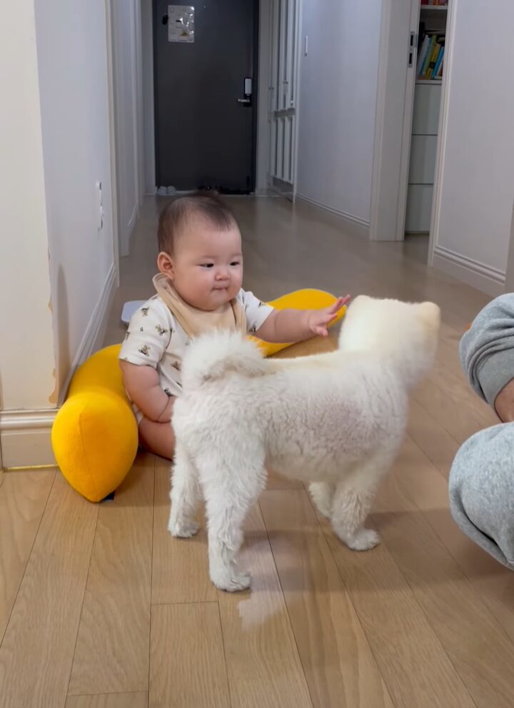 まさかのリアクション。手を伸ばしたところ、犬に拒絶するように吠えられた赤ちゃんでしたが・・【海外・動画】