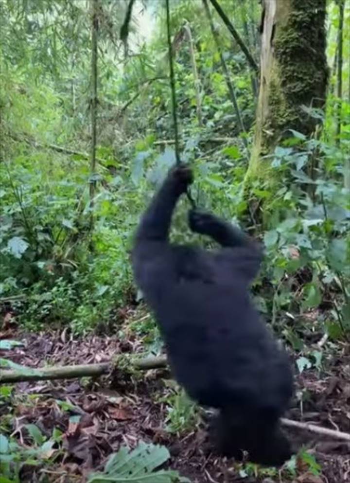 つるにつかまって大回転！ブドウの木のつるにぶら下がるゴリラの赤ちゃん、その姿は大はしゃぎをしているみたい！！【海外・動画】