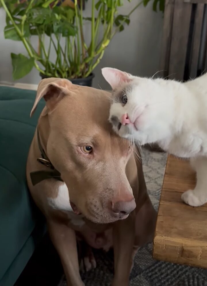 いつもは元気いっぱいだけど・・。年上猫からグルーミングを受ける間はおとなしくなる愛犬。ふたりの空気感にほっこり【アメリカ・動画】