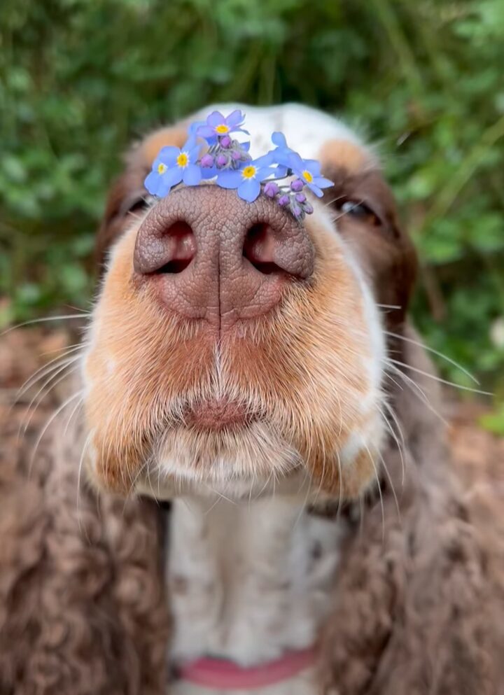 お鼻にお花。勿忘草を鼻に乗せてじっと動かない犬がかわいすぎる！！【海外・動画】