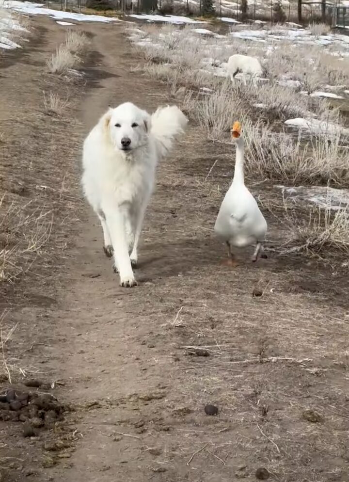 農場をパトロールする犬。相棒のガチョウも一緒で頼もしい！！【アメリカ・動画】