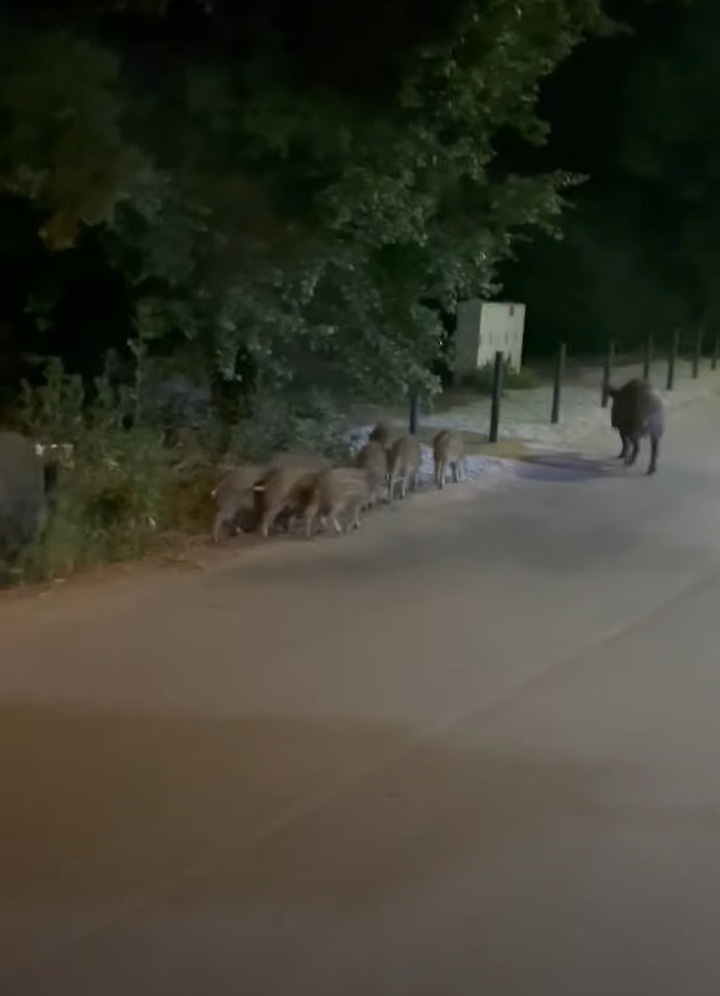 ポーランド屈指の都市ヴロツワフの夜の街中で目撃されたのはイノシシの家族！？かわいいウリ坊もたくさんいますが・・