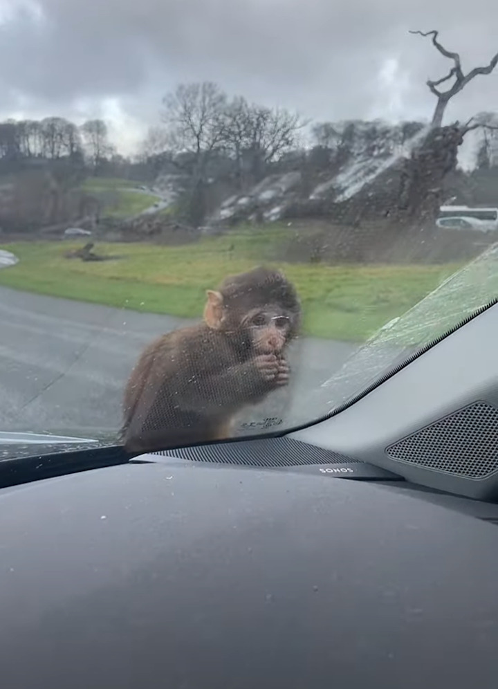 かわいすぎて車を出せない！サファリパークでサルの赤ちゃんが車のボンネットに乗ってきた！！【海外・動画】