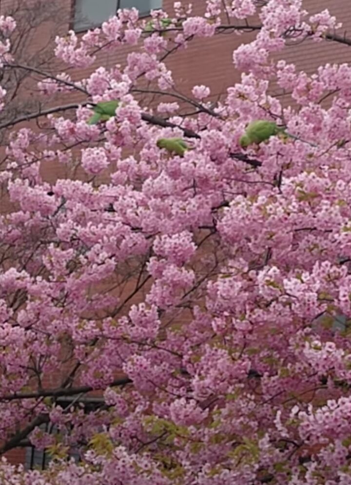 桜の相性のいい鳥と言ったら「メジロ」だよねと思ったら・・インコたちの姿が！！