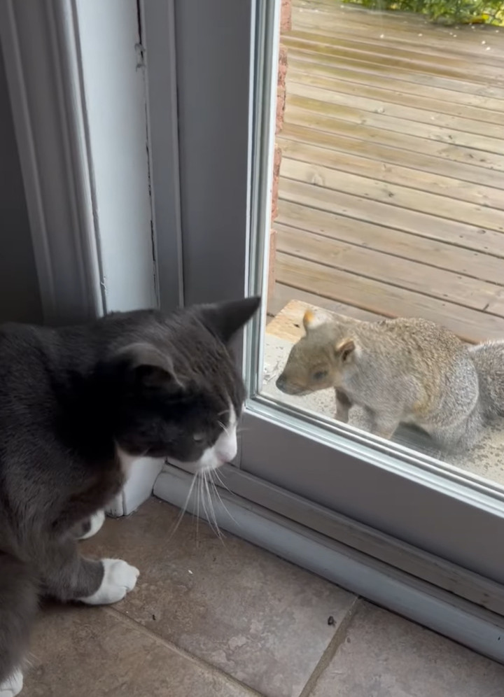 このリス豪胆過ぎる！？ナッツをもらうためなら・・目の前に猫がいても家の中に入ってきます！！【海外・動画】