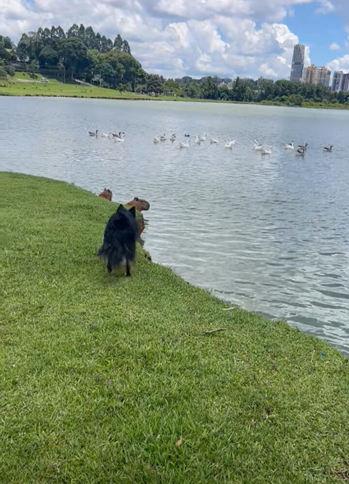 公園を散歩中の愛犬たち。目の前にカピバラたちがいるのを見つけてひっそり近寄りますが・・気付かれちゃった！！【海外・動画】