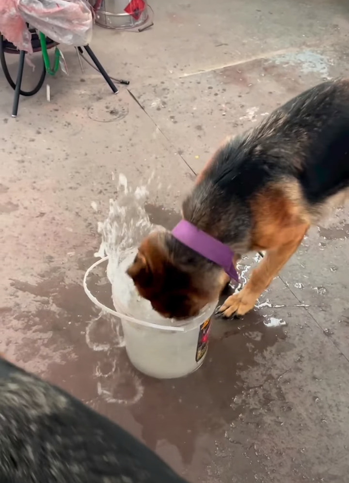 水を飲むだけでも個性が出る！水をガブガブ頭を容器に突っ込んで飲む子と優雅に飲む愛犬たち【海外・動画】