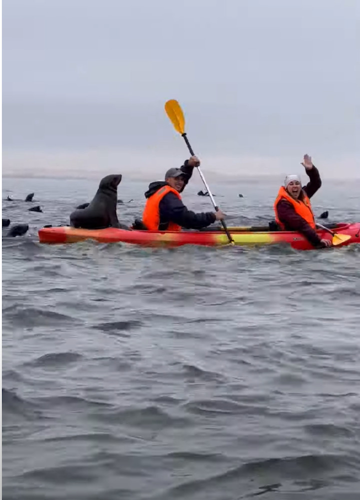 ナミビアの海をカヤック中に起きたミラクル！眼前にオットセイの大規模な群れが！中にはカヤックに飛び乗る子まで！！