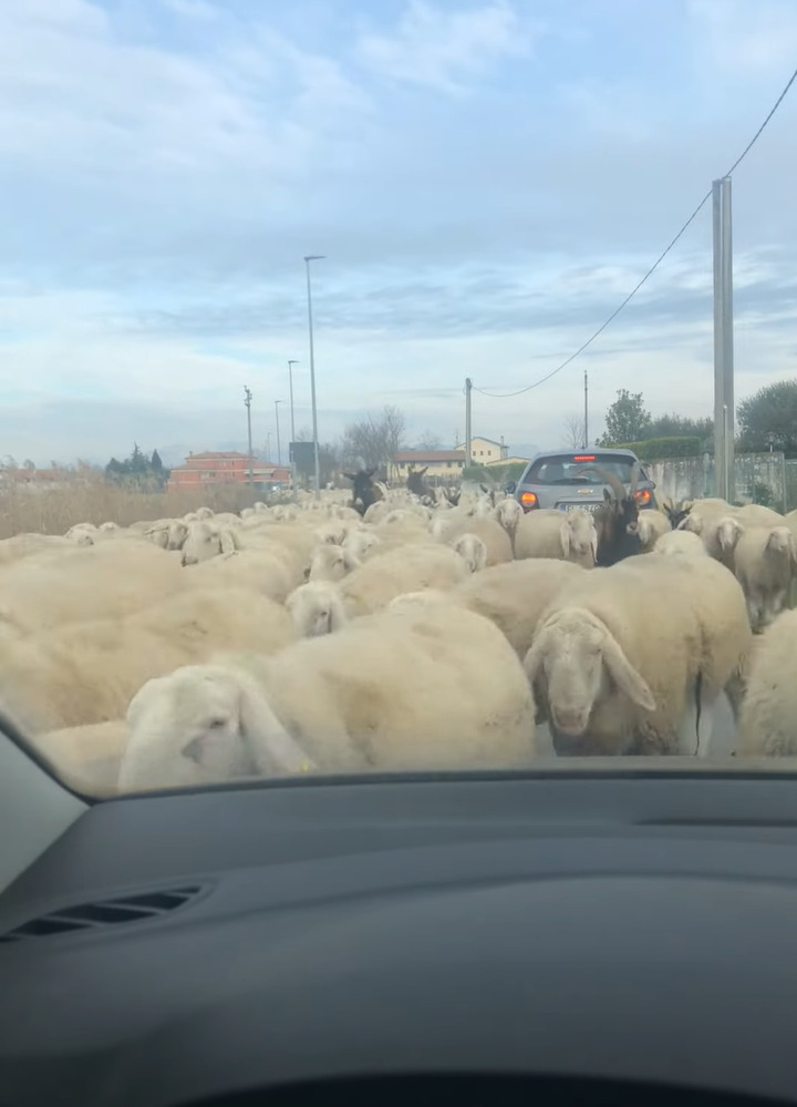 犬が一頭やって来たと思ったら・・、なんとビックリ！その後ろから道路いっぱいに羊がやって来るではないですか！！