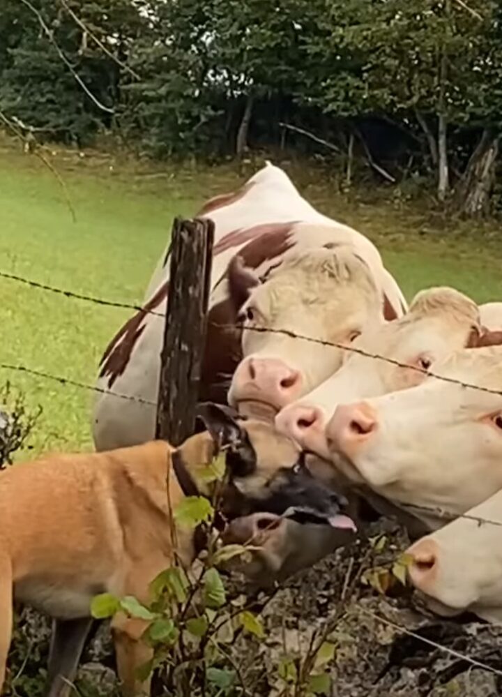 とっても仲良しな犬とウシたち。犬からのキスを求めてウシたちが寄ってきた！！【海外・動画】