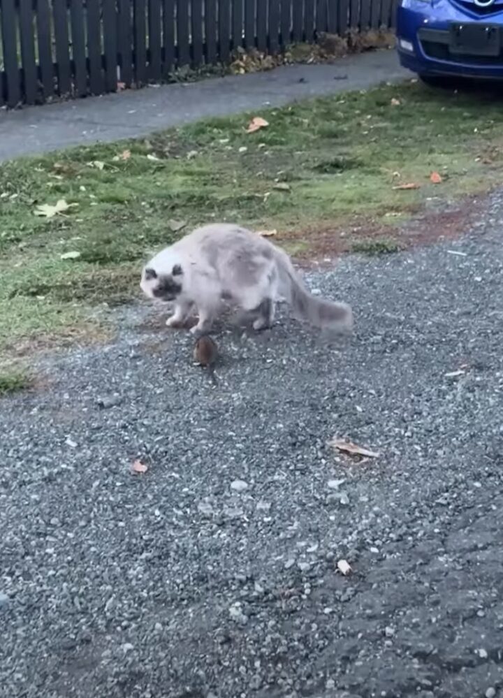 気になって仕方ニャい？猫が通りすがりのネズミの尾行を始めました【海外・動画】