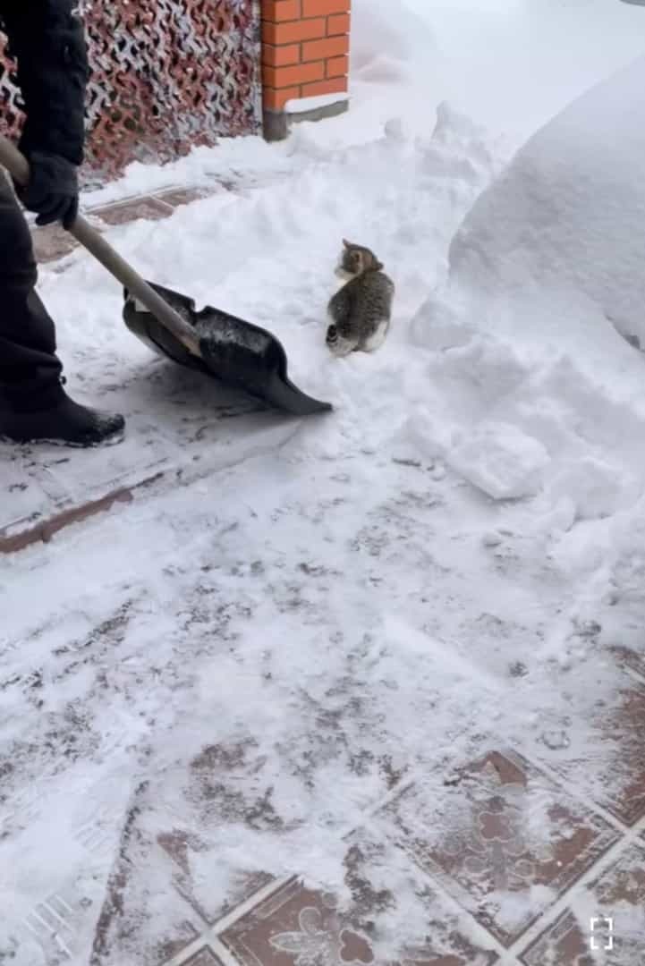 猫は液体ではなく雪だった？！自分も一緒に雪かきをしてもらいたい猫。最近のマイブームはスコップですくってもらうこと！