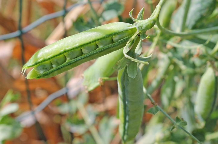 春の食べ物といえば？魚・野菜・果物15選と旬の食材で作る料理をご紹介！