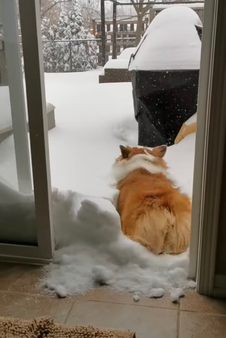 「こんなに積もってるの？！」雪が降ったので喜んで庭へ出た犬。ところが、思ったより雪が積もっていてお家に戻ってくる羽目に・・・