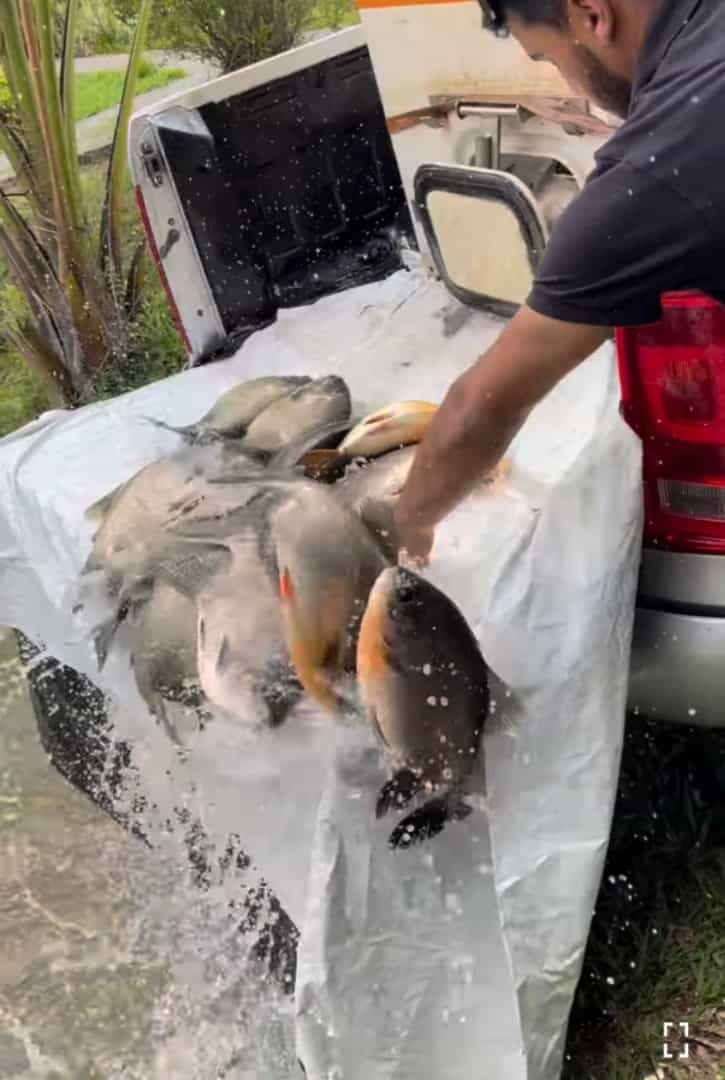 池に放流しようと、魚の入ったタンクを開けた男性に『とんでもない』ハプニングが！その時の周りの反応が切なくもおもしろい【海外・動画】