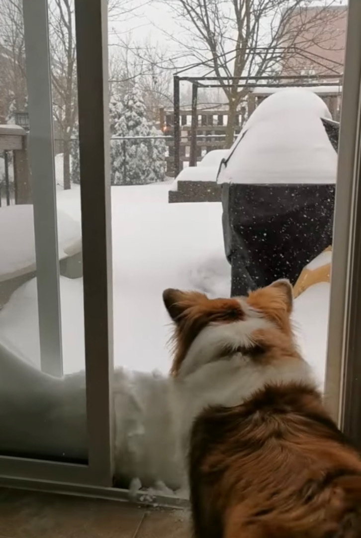 「こんなに積もってるの？！」雪が降ったので喜んで庭へ出た犬。ところが、思ったより雪が積もっていてお家に戻ってくる羽目に・・・