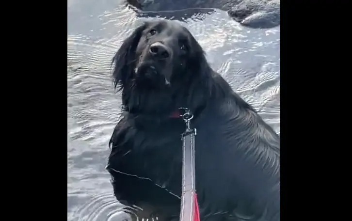 まるでお風呂！川が大好きでも「浸かるタイプ」の大型犬がかわいい