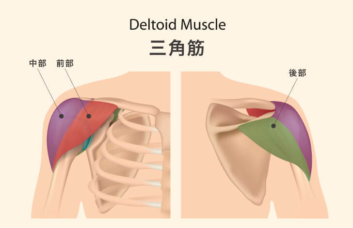 ダンベルプレスで分厚い胸板を作る！正しいやり方と効果を高めるコツを紹介！