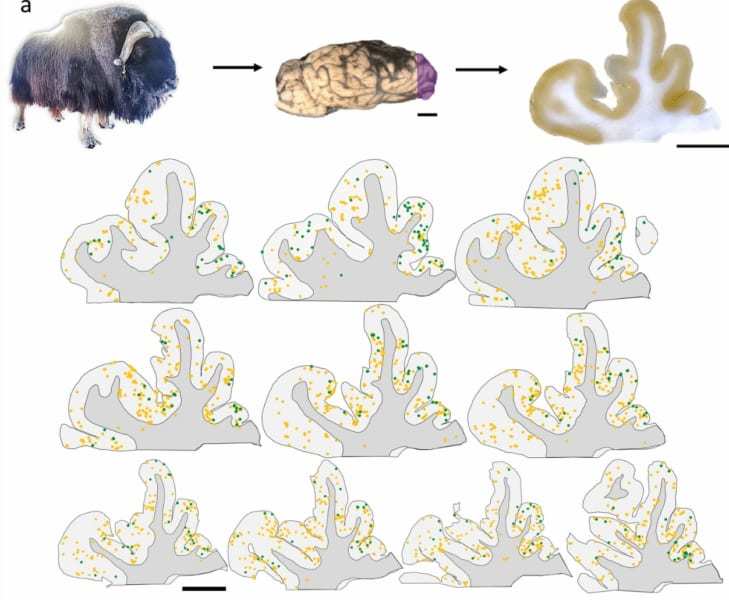 頭突きで対決する動物って脳とか大丈夫なの？　研究者「駄目みたいです」