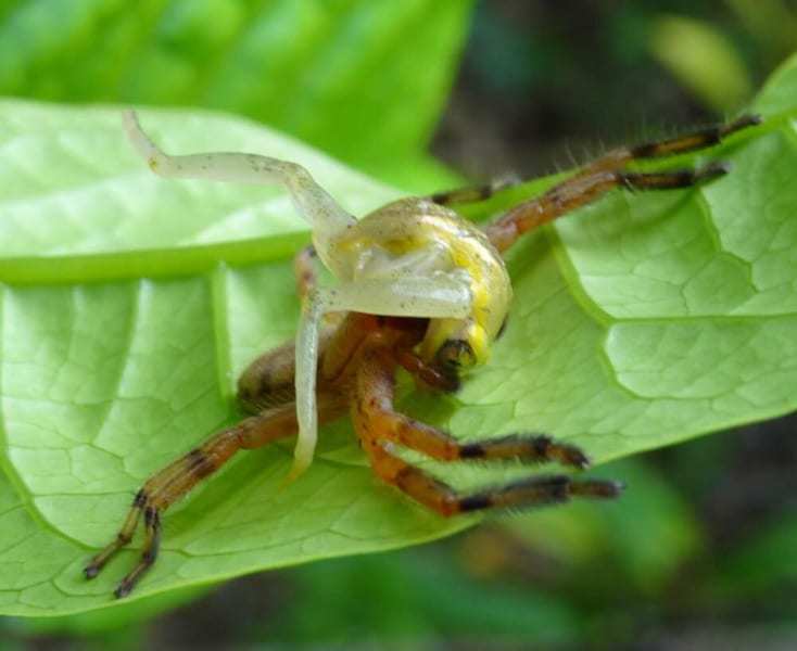 クモがカエルを捕食。 2枚の葉っぱを縫い合わせた「新型トラップ」を発見（マダガスカル）