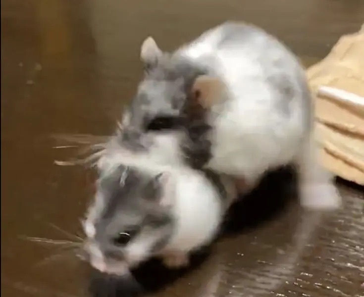 ツルツルツルツルツルツル! 前に進めないハムスターに爆笑