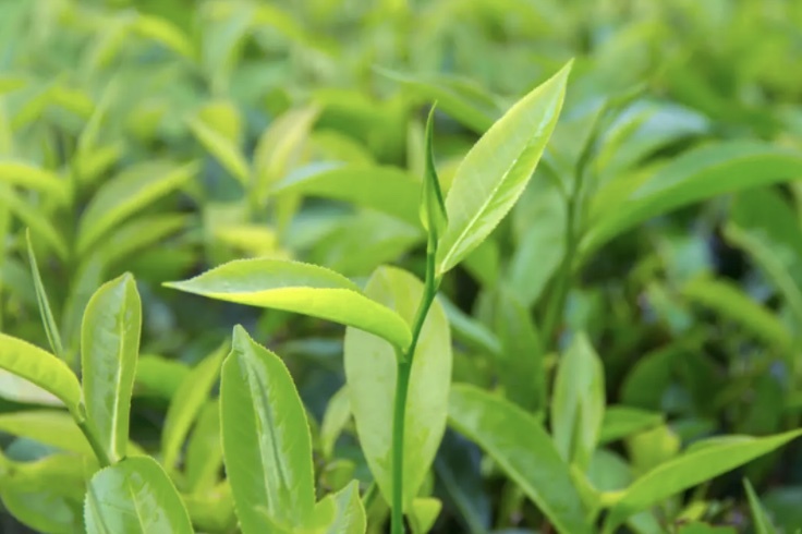 ほっとひと息つく時間　【秋の夜長】おいしい日本茶のすすめ