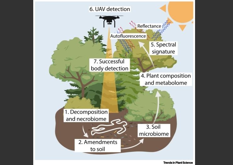 「植物の変化」から”森に隠された死体”を発見する研究