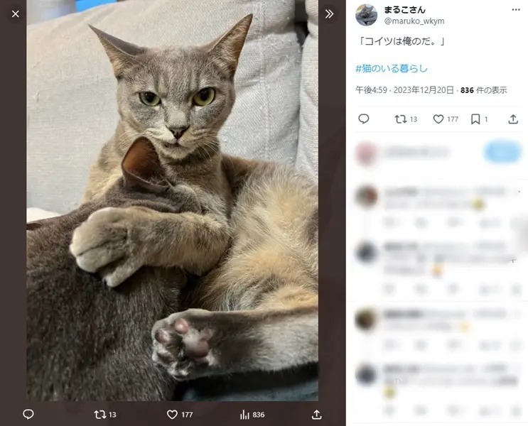 「コイツは俺のだ」　弟猫をワイルドに守る姉猫がカッコいい！