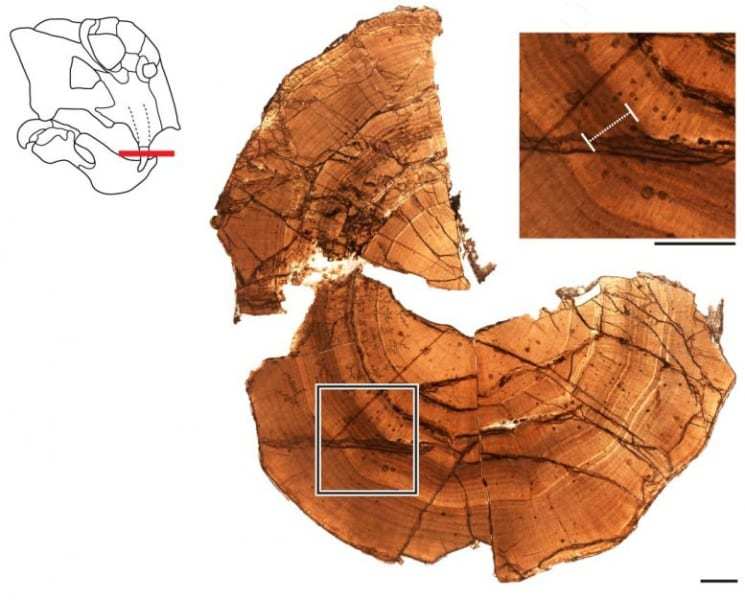 2億5000万年前、南極にいた生物のキバに「冬眠」の痕跡を発見!冬眠を始めた最初の生物かも