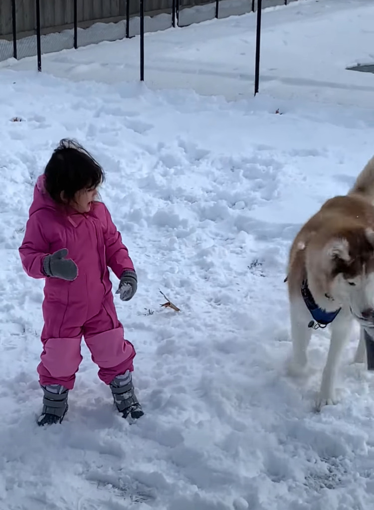 それはオモチャじゃないんだよ！？ハスキー犬が仲良しの女の子から奪い取ったのは・・【アメリカ・動画】