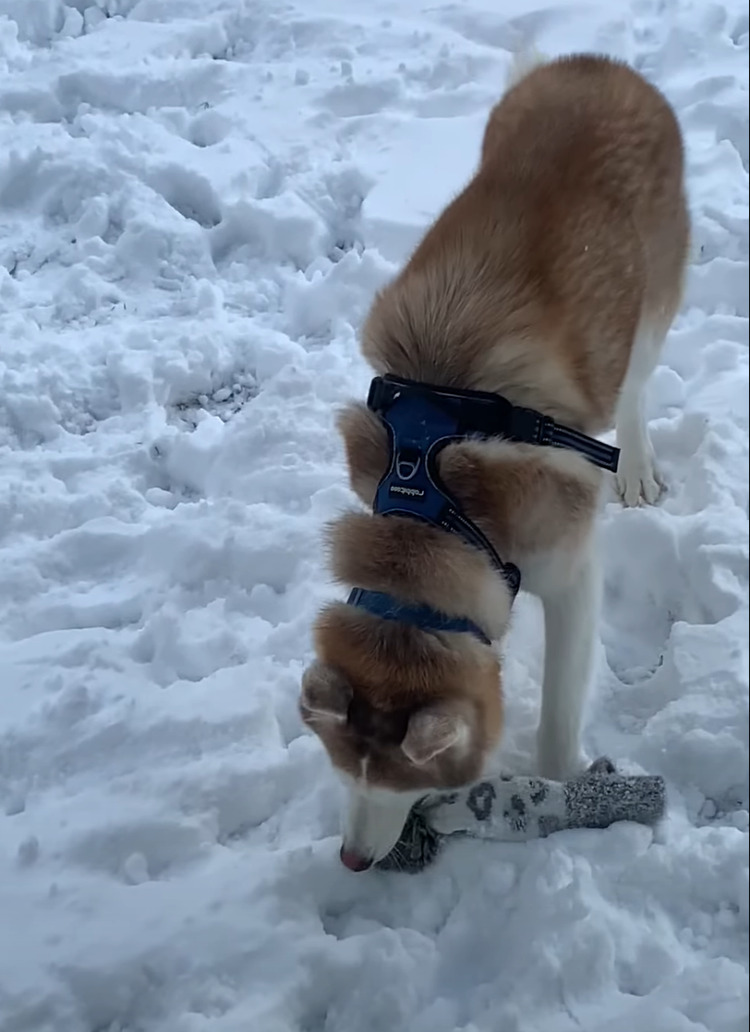 それはオモチャじゃないんだよ！？ハスキー犬が仲良しの女の子から奪い取ったのは・・【アメリカ・動画】