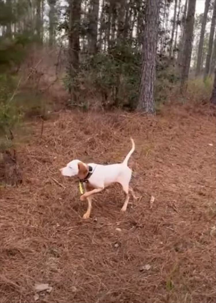 猟犬として活躍するイングリッシュ・ポインター。獲物となるウズラを見つけると、彫像のように動きません！ピクリとも動かないその姿にビックリ！